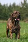 FILA BRASILEIRO 196